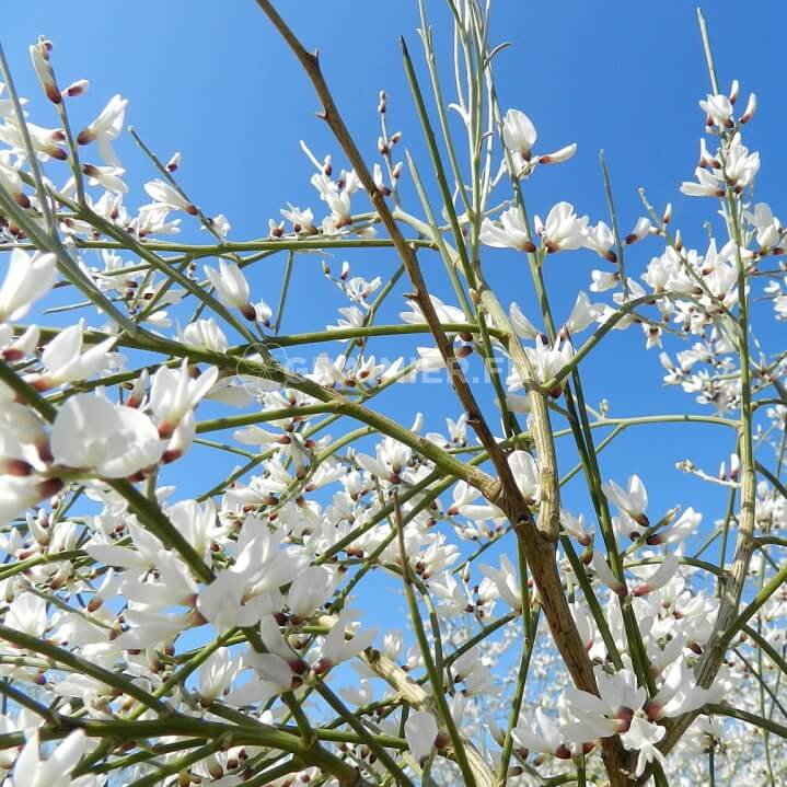 Genêt blanc, Rtem, Retama monosperma image